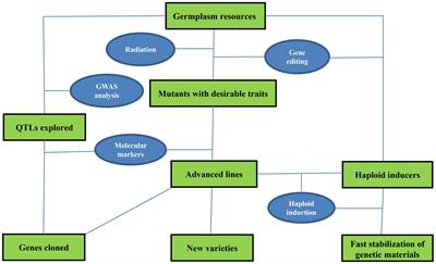 Editorial: Applications of fast breeding technologies in crop improvement and functional genomics study